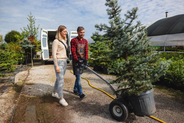 How Our Tree Care Process Works  in  Grand Junction, CO
